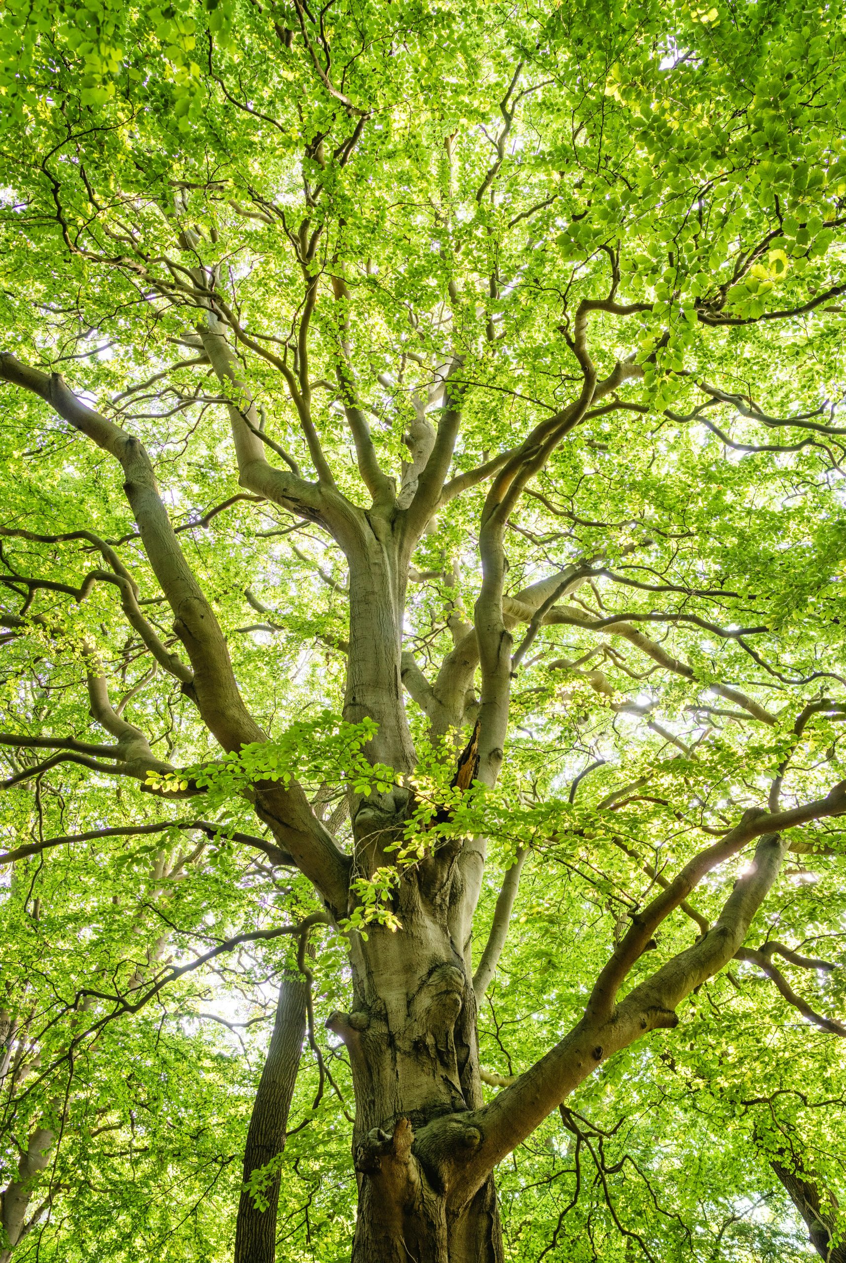 Bright green foliage of a large tree with sunlit branches and vibrant leaves.